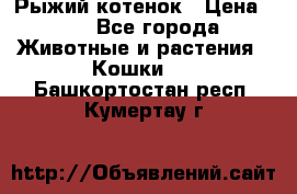 Рыжий котенок › Цена ­ 1 - Все города Животные и растения » Кошки   . Башкортостан респ.,Кумертау г.